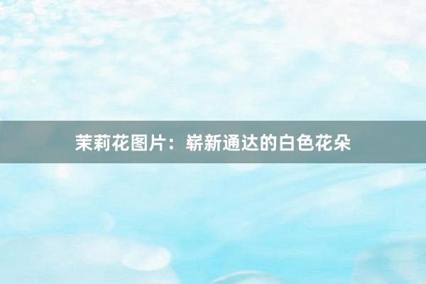 茉莉花图片：崭新通达的白色花朵